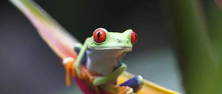 Our sustainable coffee story