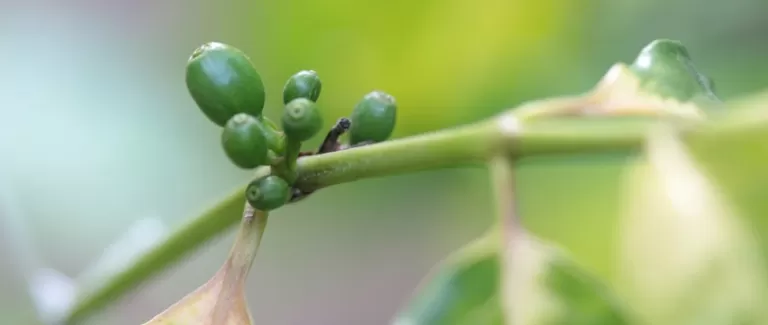 Arabica or Robusta: What difference does it make?