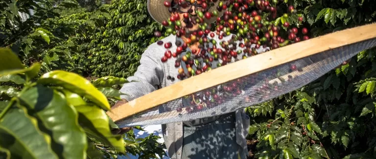 6 Things you need to know about producing coffee 