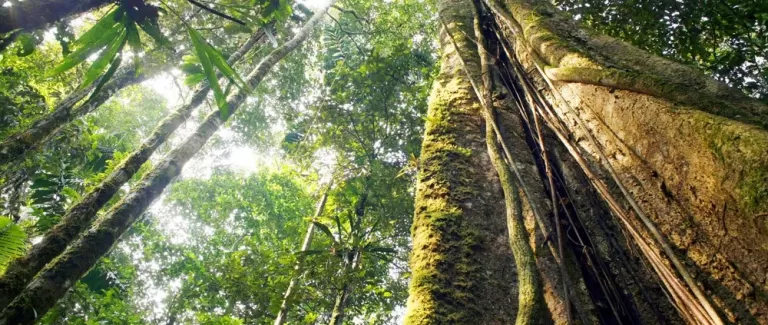 A year in the life of Cool Earth