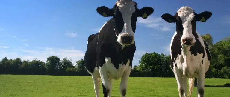 Healthy milk for your coffee machine