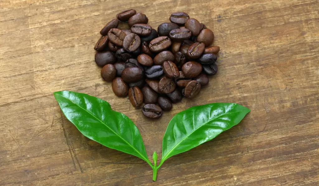 How to be a sustainable coffee drinker