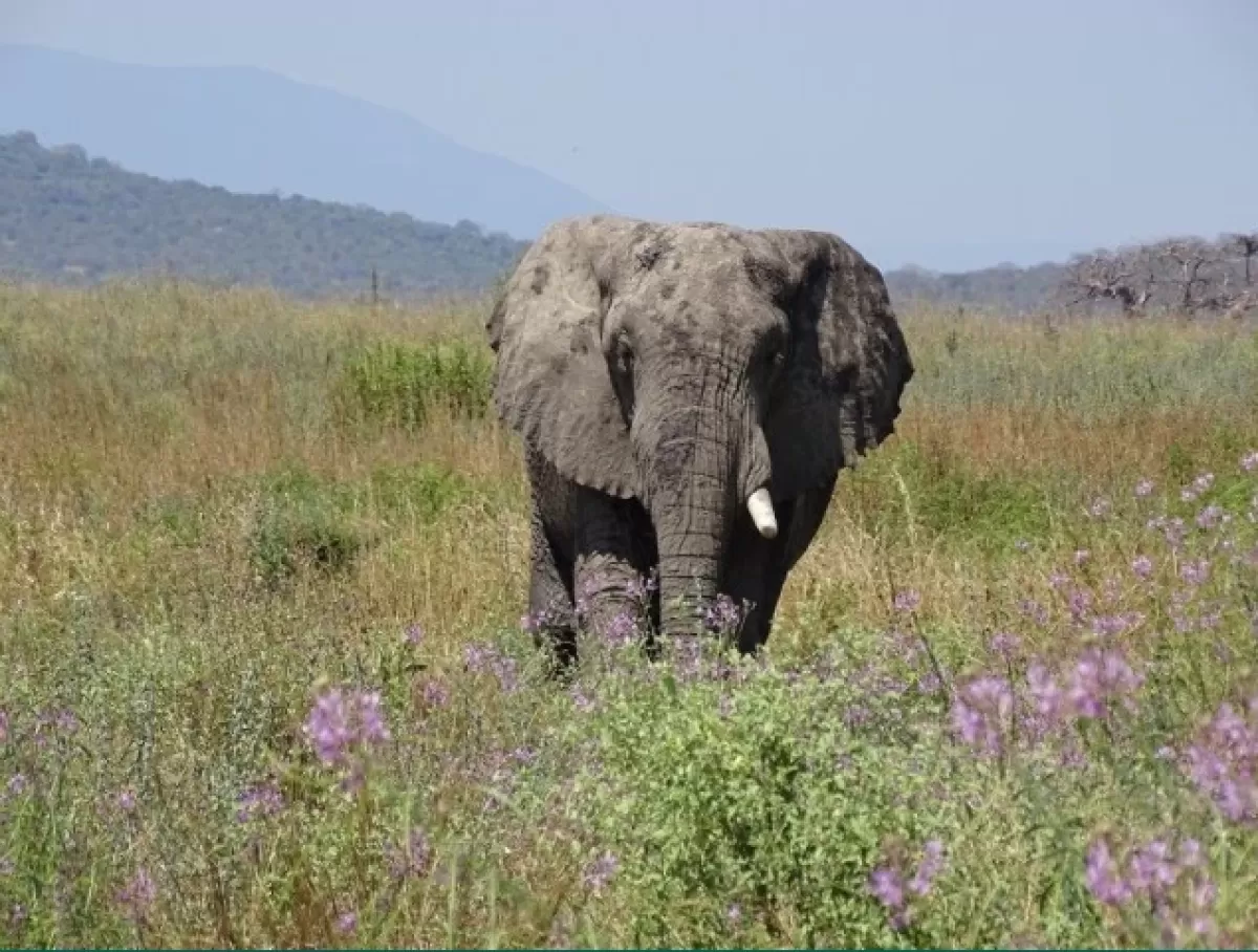 Tanzanian Elephant.jpg