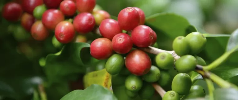 May's coffee will certainly put a spring in your step!