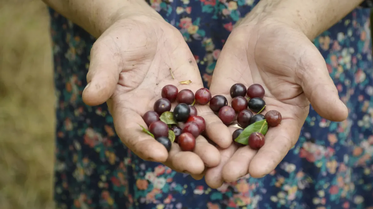 Closeup Senior Woman Hands Holding Some Fresh Springtime Plums (1)
