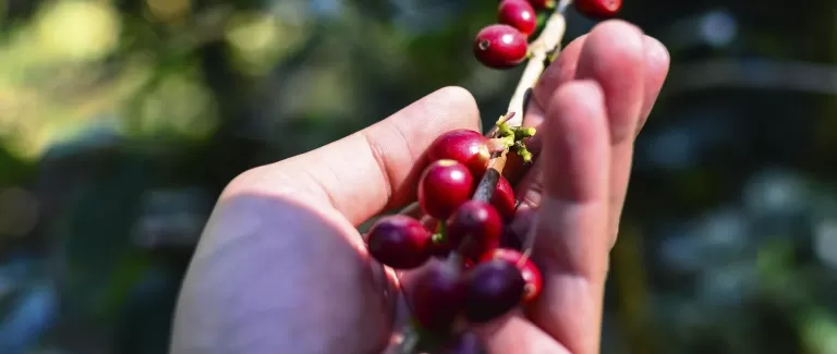 Introducing Organic Espresso Coffee