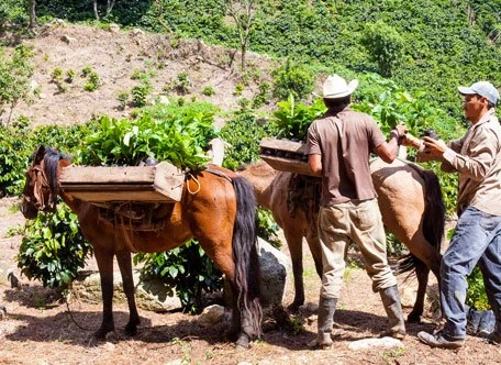 Coffee environment gallery image